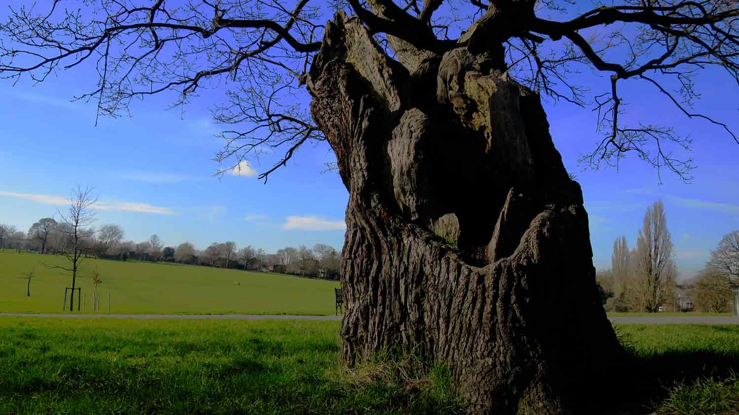 Old tree trunk at Brockwell Park