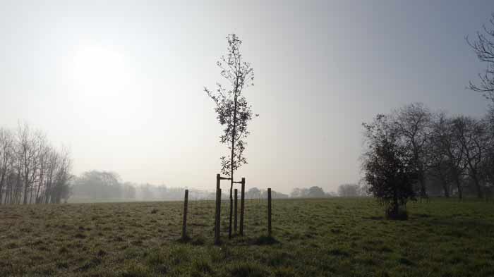 Young tree in Brockwell Park