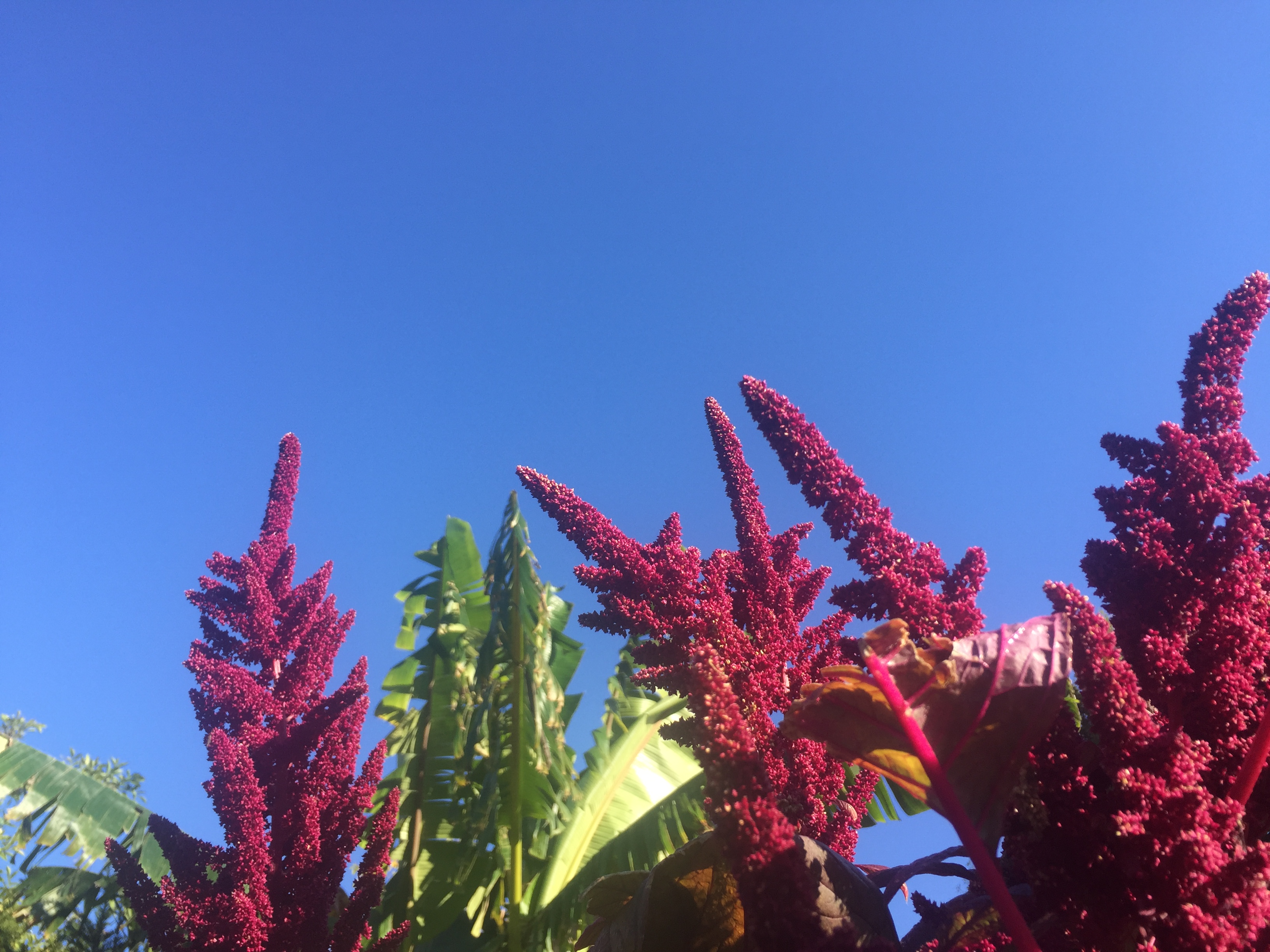 Red and green plants in the Walled Garden, Brockwell Park